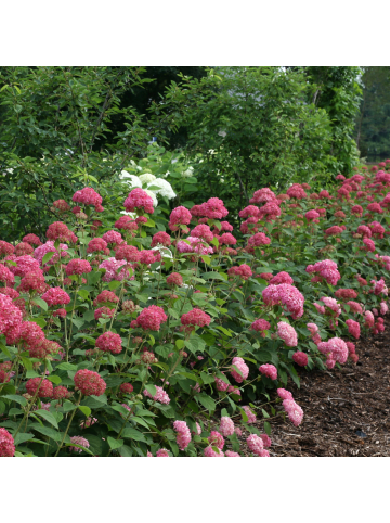 NatureNest Hydrangea arborescens Pink Annabelle Pflanze in Rosa
