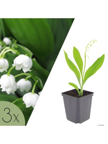 NatureNest 3er: Set Convallaria majalis Pflanzen in Weiß