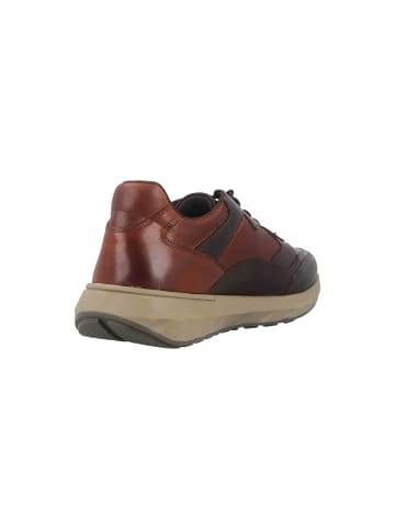 Josef Seibel Sneaker in Braun