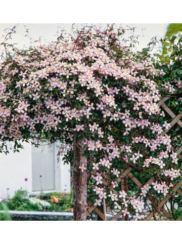 GARDENZO 3er-Set: Pflanzen Clematis Montana Rubens in Pink