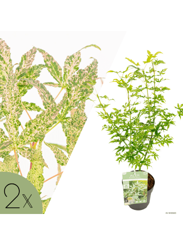 NatureNest 2er: Set Acer palmatum Ukigumo Ahornpflanze in Weiß