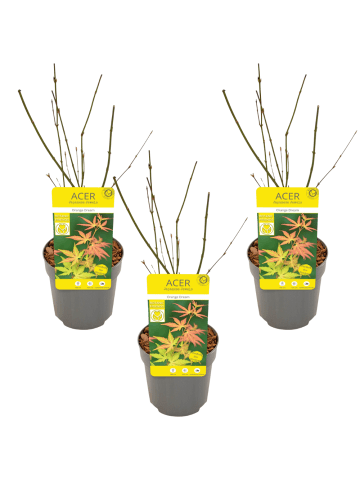 NatureNest 3er: Set Acer palmatum Orange Dream Ahornpflanze in Gelb Topf 10,5 cm Höhe 20 cm