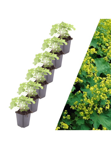 NatureNest 6 Frauenmantel pflanzen  Alchemilla mollis  