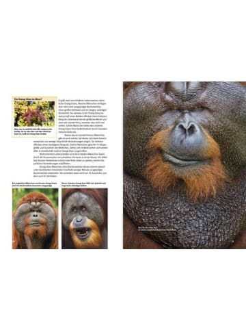 Natur und Tier-Verlag Entdecke die Menschenaffen | Gorilla, Orang-Utan und Co