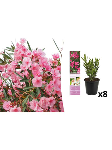 OH2 8er-Set: Tropische Oleanderpflanzen in Pink
