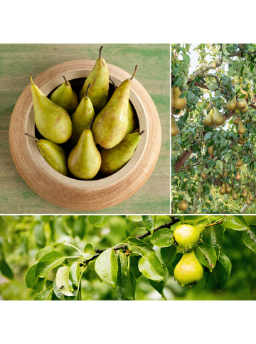 GARDENZO 3er-Set: Birne Conference Obstbäume in Bunt