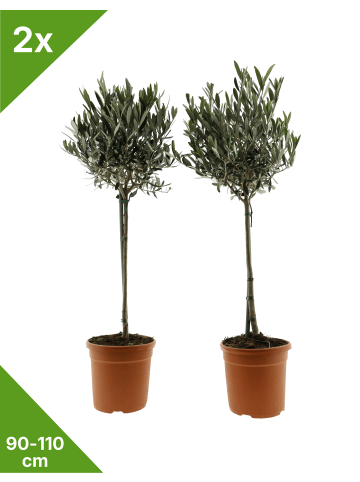 GARDENZO 2er-Set: Olivenbäume XL 90-110cm