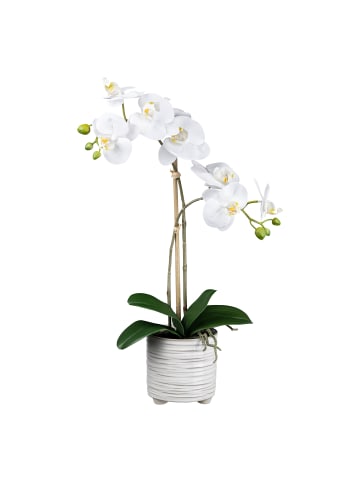 Creativ green Deko-Orchidee im Keramiktopf