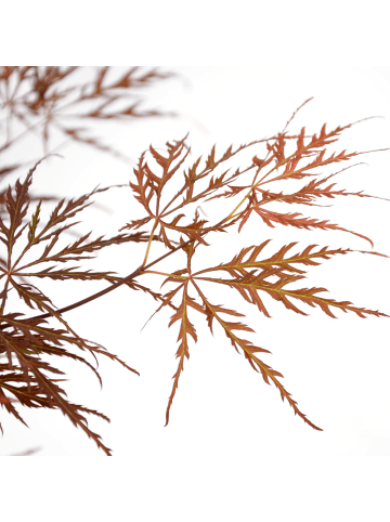 NatureNest Acer palmatum Cascade Crimson Ahorn Hochstamm in Rot Topf 19 cm Höhe 70 cm