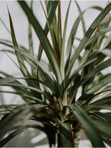 OH2 2er-Set: Dracaena Marginata in Grün