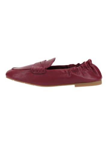 Steve Madden Slipper NEWBURY in Cherry