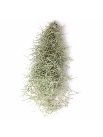 exotic living Tillandsia Luftpflanze 30cm Spanisches Moos XL