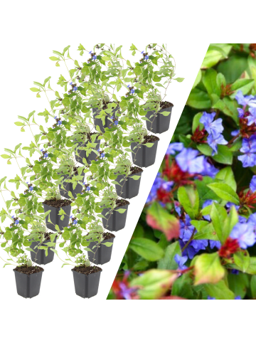 NatureNest 12 Bleikrautpflanzen  Ceratostigma plumbaginoides  