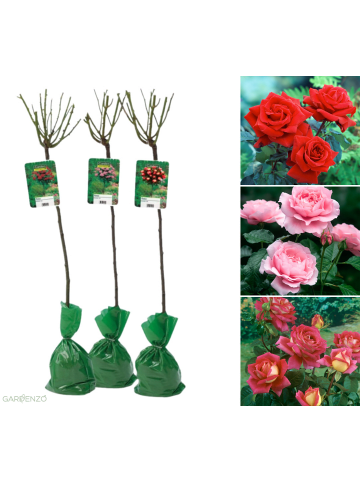 GARDENZO 3er-Set: XXL Großblütige Standardrosen in rot/rosa