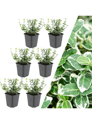 NatureNest 6 Bunte Kardinalspitze pflanzen  Euonymus 'Emerald 'n Gaity' 