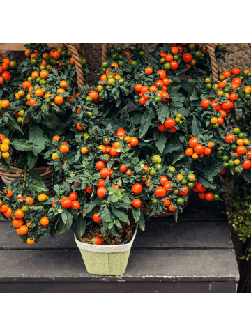NatureNest Cherrytomaten Pflanze in Rot Topf 14 cm Höhe 40 cm