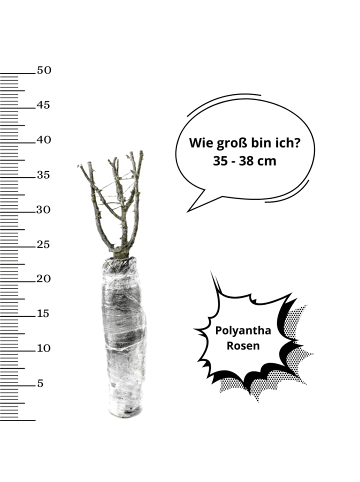 OH2 6er-Set: Rosen Polyantha in Bunt 