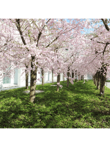 NatureNest Prunus serrulata Royal Burgundy Baum in Rot