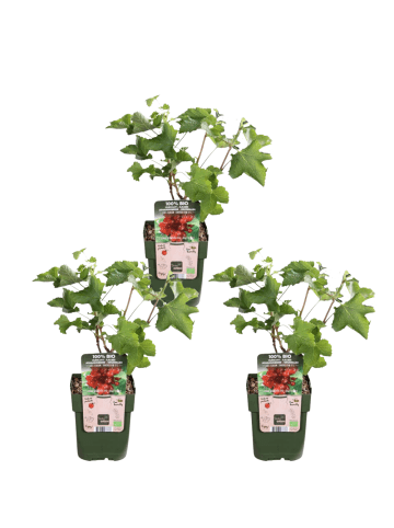 NatureNest Stachelbeeren Set 3 Ribes uva crispa bio