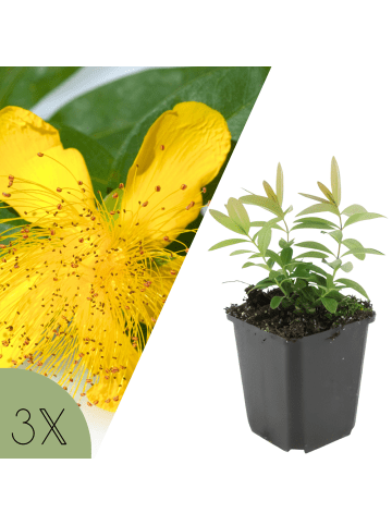 NatureNest 3 Hypericum calycinum Pflanzen in Gelb Topf 9 cm Höhe 15 cm