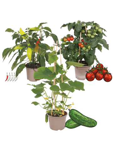 NatureNest 3 Gemüsepflanzen Mild und Einfach in Grün Topf 14 cm Höhe 40 cm