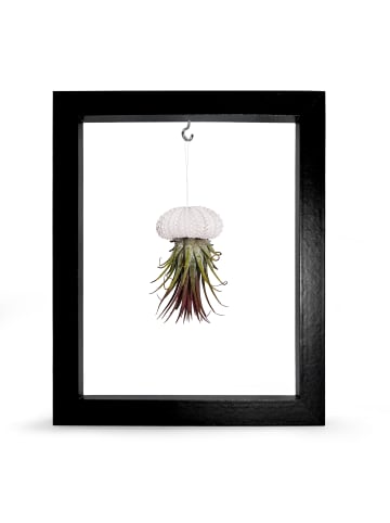 MeinVIPShop Kombination aus Seeigelgehäuse weiß und Tillandsia in Rahmen schwarz