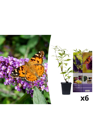 GARDENZO 6er-Set: Schmetterlingspflanzen in Lila