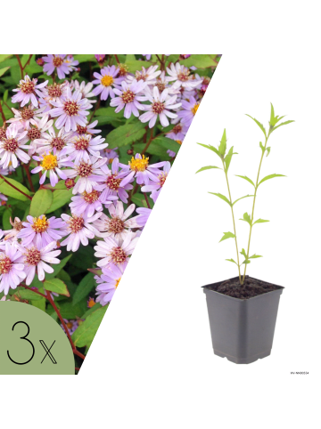 NatureNest 3er-Set: Knautia macedonica Staude mehrjährig winterhart in Rot