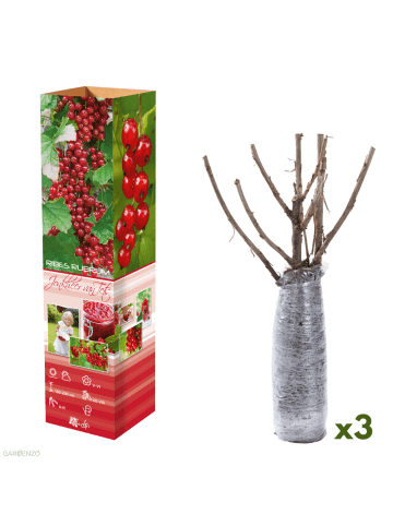 GARDENZO 3er-Set: Beeren in Rot