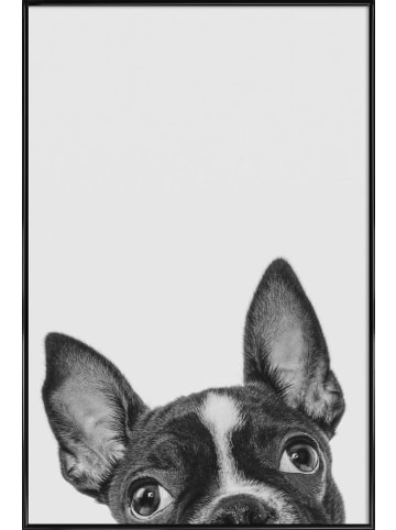 Juniqe Poster in Kunststoffrahmen "French Bulldog II" in Grau & Schwarz