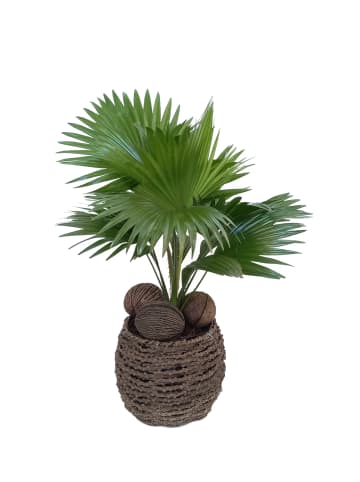 MeinVIPShop Livistona Palme 50cm mit Übertopf