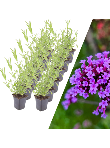 NatureNest 12 Eisenkraut pflanzen  Verbena bonariensis
