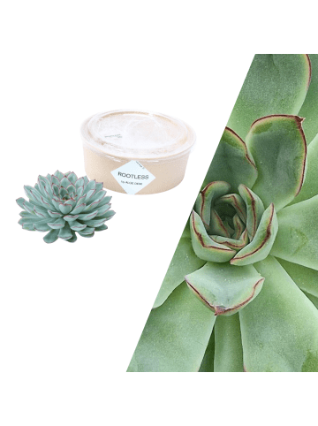 NatureNest Echte Sukkulente Grün - cm12-14 cm - hoch5 cm - 1x Echeveria Pulidonis 