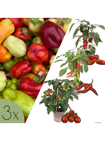 NatureNest 3 Gemüsepflanzen Sonnige Ernte in Grün Topf 14 cm Höhe 40 cm