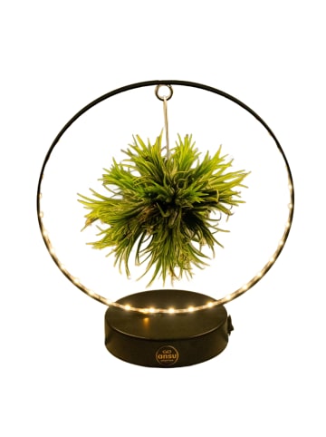 MeinVIPShop Wunderschönes Set aus einem Loop mit lebender Tillandsie