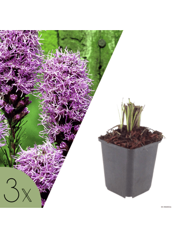 NatureNest 3 Liatris spicata Pflanzen in Lila Topf 9 cm Höhe 15 cm
