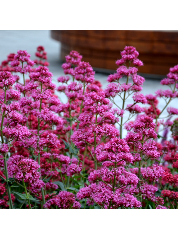 NatureNest 3er-Set: Centranthus ruber Staude winterhart in Rot