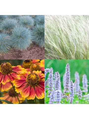 NatureNest Staudenpaket Amber mehrjährige Beetpflanzen