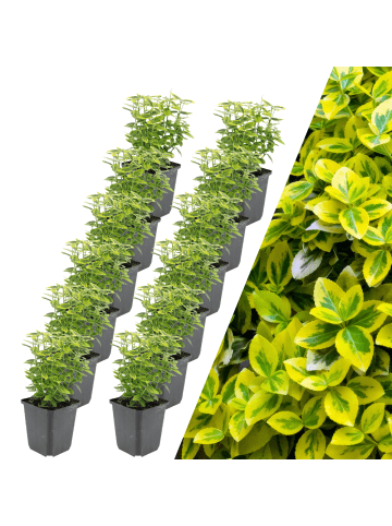 NatureNest 12 Gelbe Spindelstrauchpflanzen  Euonymus 'Emerald 'n Gold' 