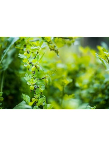 GARDENZO 2er-Set Stachelb. grün 50-60cm 2L Topf