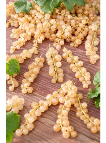 GARDENZO 2er-Set Johannisb. weiß 50-60cm 2L Topf