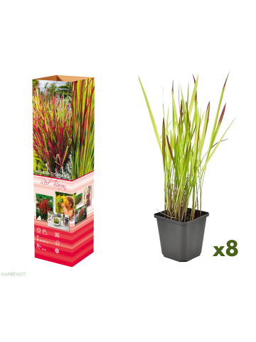 GARDENZO 8er-Set: Japanisches Blutgras Imperata cyl. Red Barron in Bunt
