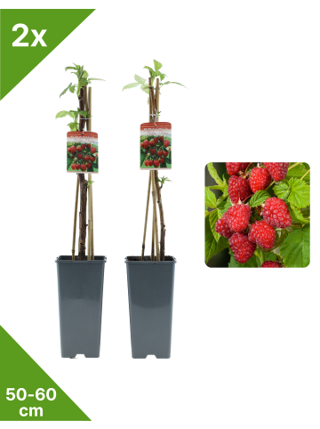 GARDENZO 2er-Set Himbeere 50-60cm 2L Topf