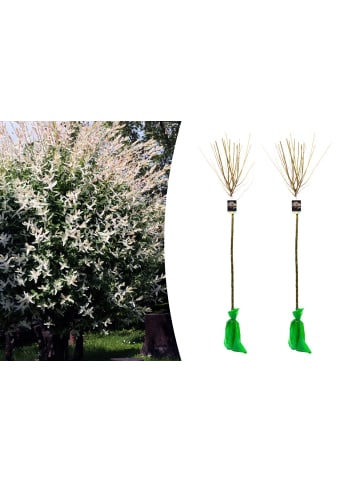 GARDENZO 2er-Set: XXL Salix Hakuro Nishiki in Rosa