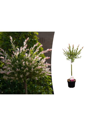 GARDENZO Salix integra "Flamingo" auf Stamm in Rosa