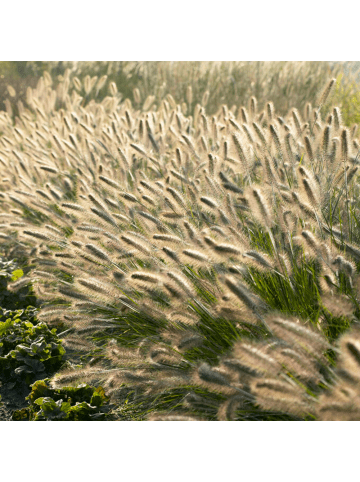NatureNest Lampenputzergras Hameln Set 6 Pennisetum alopecuroides