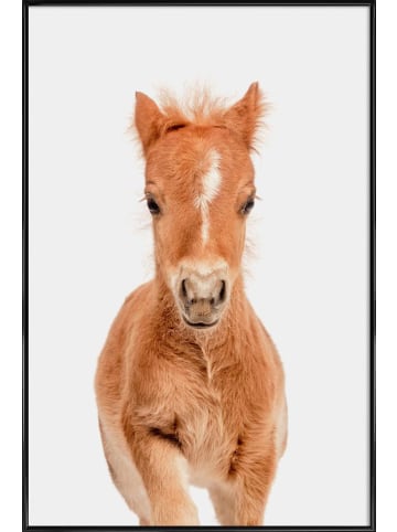 Juniqe Poster in Kunststoffrahmen "Foal" in Braun