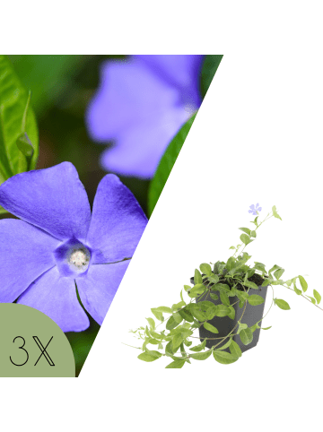NatureNest Blaues Immergrün Set 3 Vinca minor winterhart