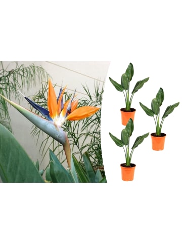 GARDENZO 3er-Set: Strelitzia reginae Paradiesvogel