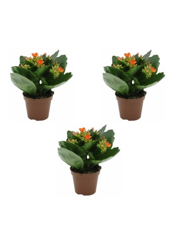 MeinVIPShop 3 x Flamendes Käthchen Zimmerpflanze